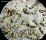 Physconia leucoleiptes image