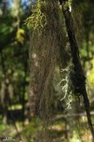Bryoria capillaris image