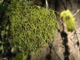 Letharia lupina image