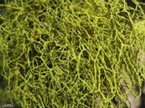Letharia lupina image