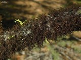 Nodobryoria abbreviata image