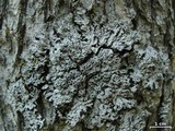 Physconia americana image