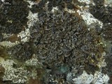 Umbilicaria angulata image