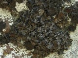 Umbilicaria angulata image