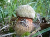 Boletus luridus image