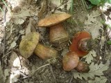 Boletus luridus image