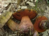 Boletus luridus image