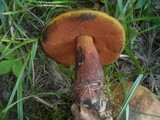 Boletus luridus image