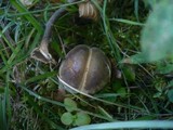 Boletus luridus image