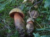 Boletus luridus image