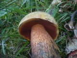 Boletus luridus image