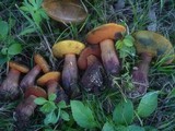 Boletus luridus image