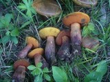 Boletus luridus image