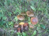 Boletus luridus image