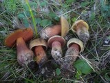 Boletus luridus image