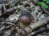 Leccinum pseudoscabrum image