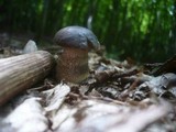 Leccinum pseudoscabrum image