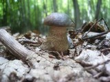 Leccinum pseudoscabrum image