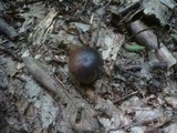 Leccinum pseudoscabrum image