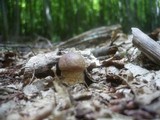 Leccinum pseudoscabrum image