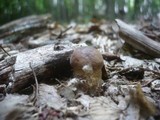 Leccinum pseudoscabrum image