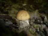 Leccinum pseudoscabrum image