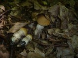 Leccinum pseudoscabrum image