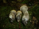 Leccinum pseudoscabrum image