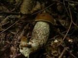 Leccinum pseudoscabrum image