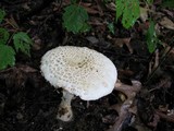 Amanita ravenelii image