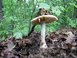 Amanita ravenelii image