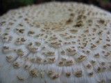 Amanita ravenelii image