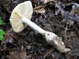 Amanita ravenelii image