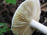 Amanita ravenelii image