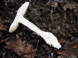 Amanita ravenelii image