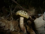 Boletus porosporus image