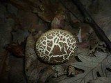 Boletus porosporus image