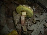 Boletus porosporus image