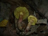 Boletus porosporus image