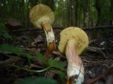Boletus rubellus image
