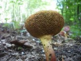 Boletus rubellus image