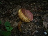 Boletus rubellus image