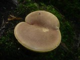 Boletus subtomentosus image