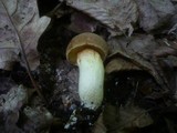Boletus subtomentosus image