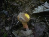 Boletus subtomentosus image