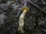 Boletus subtomentosus image