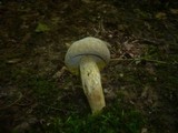 Boletus subtomentosus image