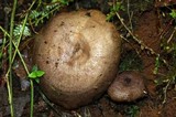Lactarius subplinthogalus image