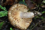 Lactarius subplinthogalus image