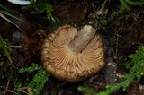 Lactarius subplinthogalus image